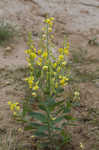 Showy rattlebox